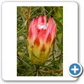 Van Stadens Wild Flower Reserve