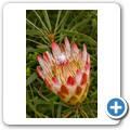 Van Stadens Wild Flower Reserve