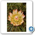 Van Stadens Wild Flower Reserve