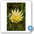 Van Stadens Wild Flower Reserve