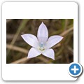 Van Stadens Wild Flower Reserve