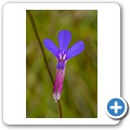 Van Stadens Wild Flower Reserve