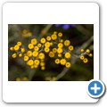 Van Stadens Wild Flower Reserve