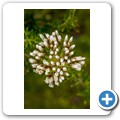 Van Stadens Wild Flower Reserve