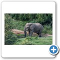 Elefant