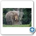 Elefant