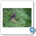 Kudu
