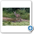 Kudu