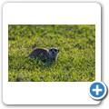 Erdmännchen