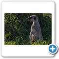 Erdmännchen