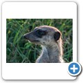 Erdmännchen