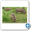 Warzenschwein
