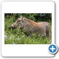 Warzenschwein