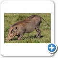 Warzenschwein