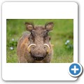Warzenschwein