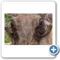 Warzenschwein