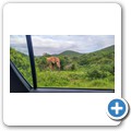 Elefant