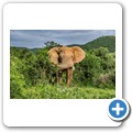 Elefant