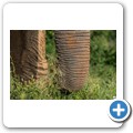 Elefant