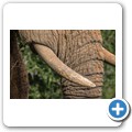 Elefant