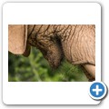 Elefant