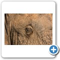 Elefant