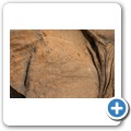 Elefant