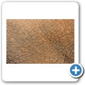 Elefant