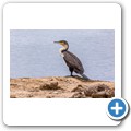 Kormoran