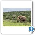 Elefant