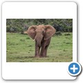 Elefant