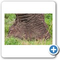 Elefant