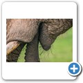 Elefant