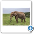 Elefant
