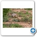 Pantherschildkröte