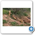 Fuchsmanguste