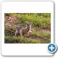 Fuchsmanguste