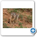 Fuchsmanguste