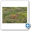 Fuchsmanguste