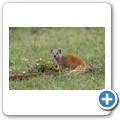 Fuchsmanguste