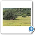 Kudu