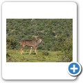 Kudu