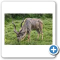Kudu