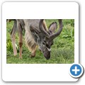 Kudu