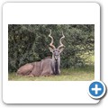 Kudu