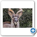 Kudu