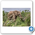 Elefant