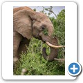 Elefant