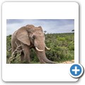Elefant