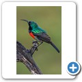 Kapnektarvogel